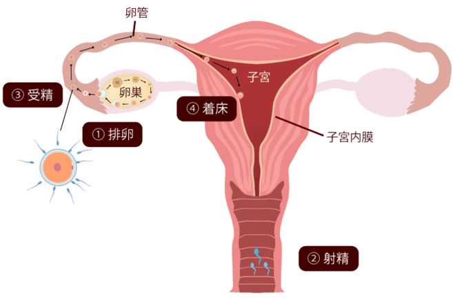 广州哪家代孕机构好-广州代孕的费用