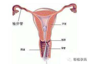 女性必看：从受孕到分娩 女人子宫的变化